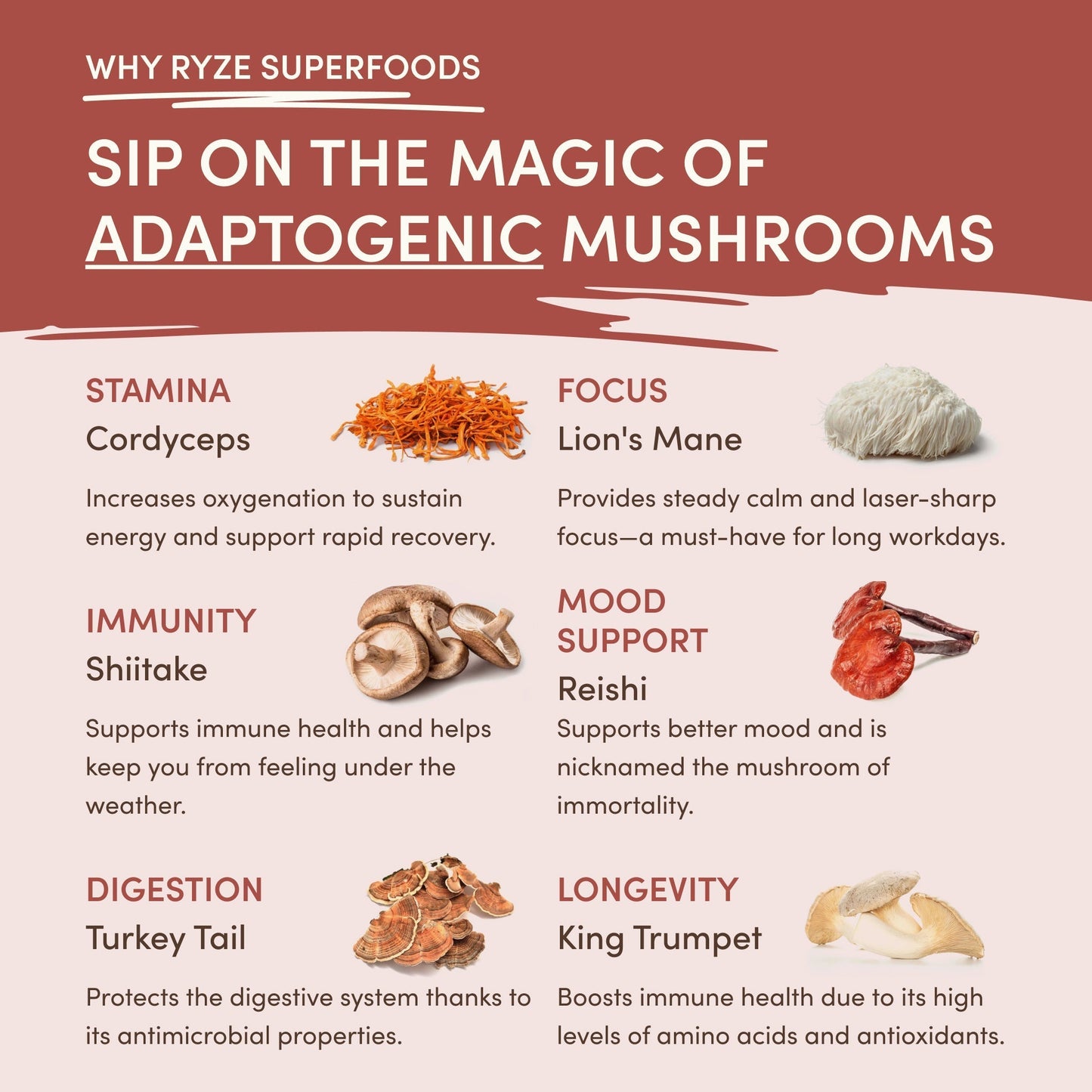 Mushroom Chicory (1 Pack - 30 Servings) - 33R7