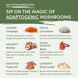 Mushroom Matcha (1 Pack - 30 Servings) - D925